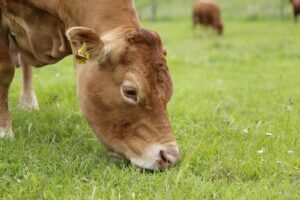 Introducing everything you need to know about roughages