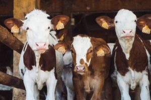 4 ways on how to pick a reputable breeder