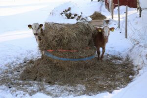 5 simple ways to remarkably reduce winter feed costs