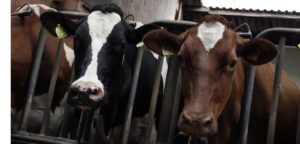 A simple idea to use salt to reclaim feed costs
