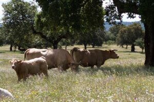 Introducing all you need to know about cattle supplements