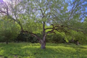 Mesquite: 5 proven steps to getting it under control