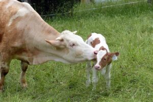 How to correctly know when to assist with calving