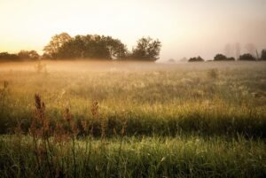 How to actually bring a disastrous pasture back