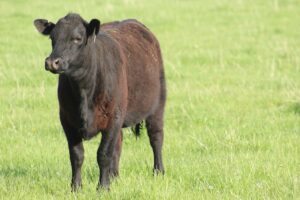 How to improve selecting replacement heifers the right way