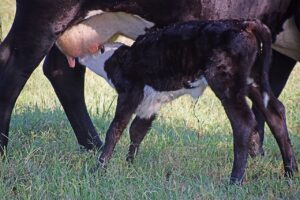 5 simple truths about colostrum to start calves right