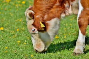 How to take the worry out of grass tetany