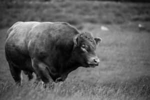 5 simple tips on actually managing your bulls
