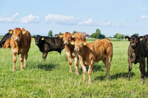 Livestock