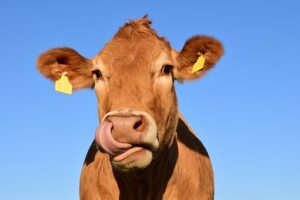 The uncommonly simplified guide to why cattle need salt
