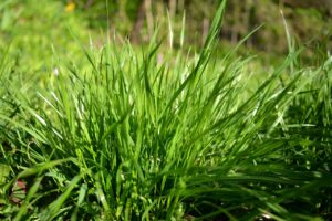 5 simple ways to get your pasture spring ready