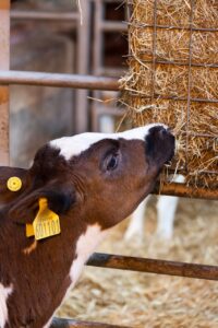 How to make the best cattle feed supplement plan possible