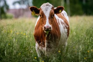 How to be better at dealing with pinkeye in cattle