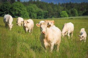Important things to know about Bovine Leukemia virus