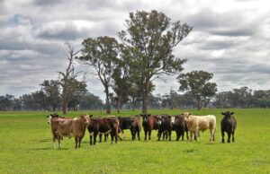 4 simple ways to get fertilizer costs under control
