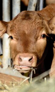 5 simple ways to get feed costs under control