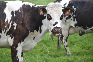 How to have the most productive breeding season