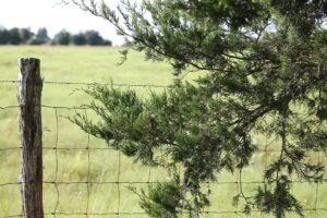 The practical guide on how to actually control cedar