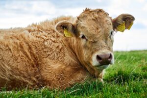 How to actually handle 4 common summer cattle diseases