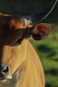How to combat pinkeye: best tips for cattle producers