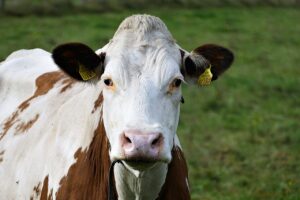 Surprisingly simple ways to reduce cattle feed expenses