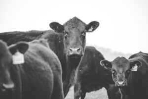 How to actually maximize cattle profits with dewormer management