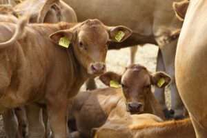 How to actually overcome summer pneumonia in your calves