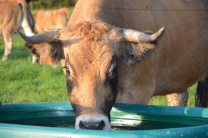 Simplistic water management tips you need for healthy cattle
