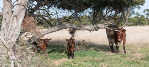 Optimize weaning: easily keep your calves healthy and happy