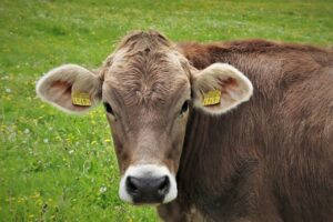 Actually surprising successful weaning strategies for ranchers