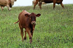 Ways to reclaim calf growth with creep grazing