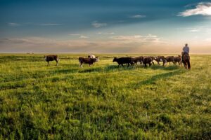 Official early weaning tips for better livestock management