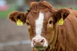 5 simple ways to surge calf growth during weaning