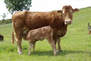 Simplistic nutrition strategies that makes for successful breeding
