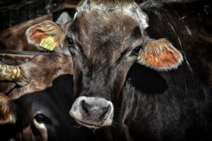 Tackling Bovine Respiratory Disease: What You Need to Know