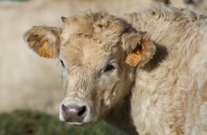 Shrinkage in cattle: what you need to know