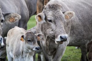 Prepare for your calving season: start pregnancy testing now