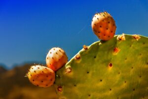 How to win the battle against pasture prickly pear