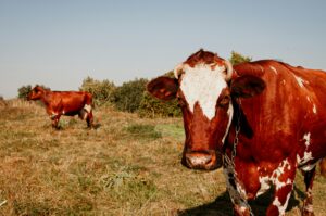 How to actually safeguard your herd from nitrate toxicity