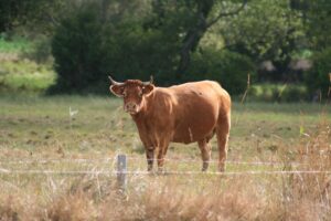 Announcing the best reasons to supplement cattle this fall