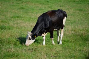 How to really support cows during fall calving season