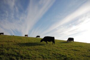 Fall season challenges: how to keep your cattle healthy