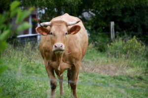 How to better choose and raise productive heifers