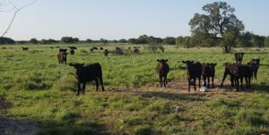 Skyrocket cattle growth with protein tubs and smart feeding