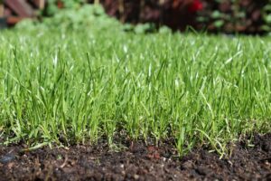 Soil testing 101: a rancher's guide to better yields