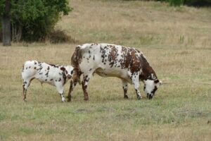 Stress-free weaning: how to actually boost calf performance