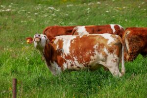 Prepare Your Cattle Now for a Trouble-Free Winter