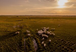 Cull smart: strategies to really increase your cull's value