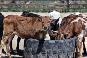 How to feed cattle right with the best hay choices