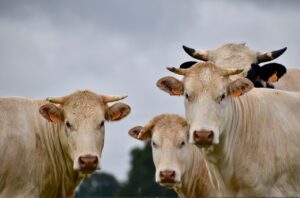 Winter cattle care: how to reduce stress and boost health